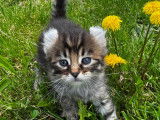 Chatons Highland Lynx à vendre