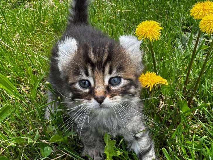 Chatons Highland Lynx à vendre