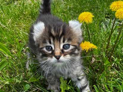Chatons Highland Lynx à vendre