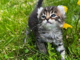 Chatons Highland Lynx à vendre