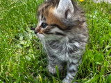 Chatons Highland Lynx à vendre