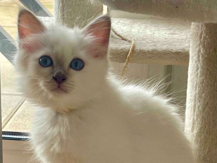 Chaton mâle Sacré de Birmanie lilac à vendre