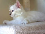 Chaton mâle Sacré de Birmanie lilac à vendre