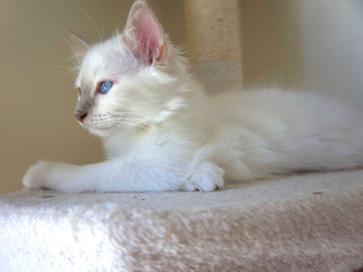 Chaton mâle Sacré de Birmanie lilac à vendre