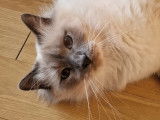 Magnifique mâle Sacré de Birmanie LOOF à vendre