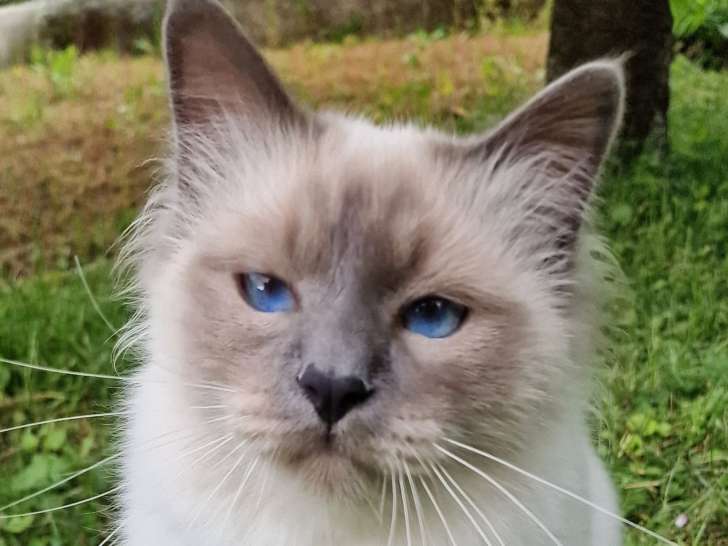 Magnifique mâle Sacré de Birmanie LOOF à vendre