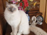 Magnifique mâle Sacré de Birmanie LOOF à vendre