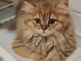 Chatons de race British Longhair à vendre (2 femelles & 1 mâle)