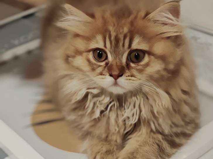 Chatons de race British Longhair à vendre (2 femelles & 1 mâle)
