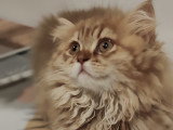 Chatons de race British Longhair à vendre (2 femelles & 1 mâle)