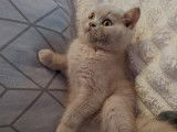 Chatons de race British Shorthair à vendre (2 femelles)