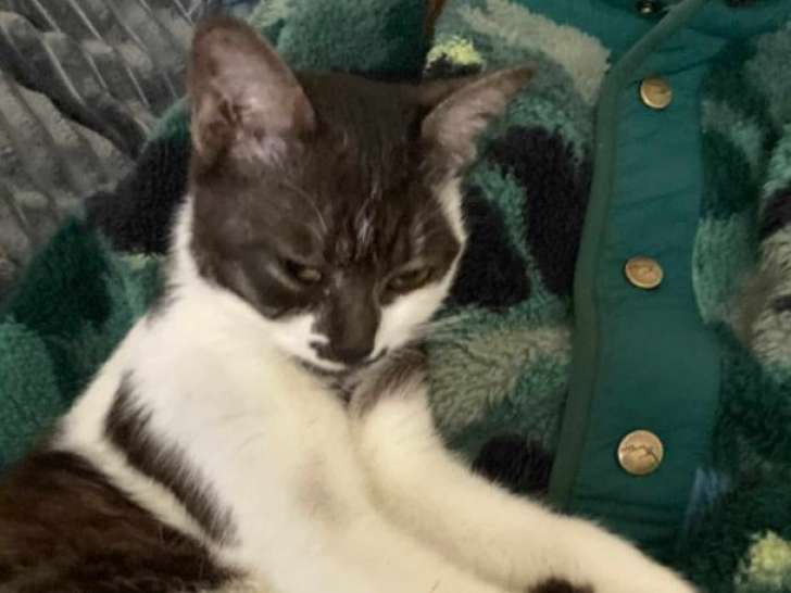 Alba, boule d'amour à adopter