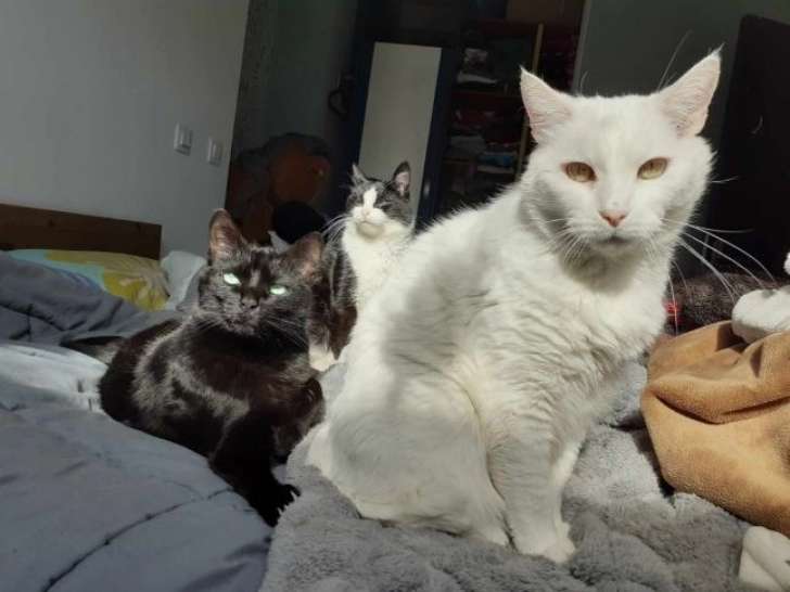 Mani, Lucine et Tempête, un trio à croquer à adopter ensemble