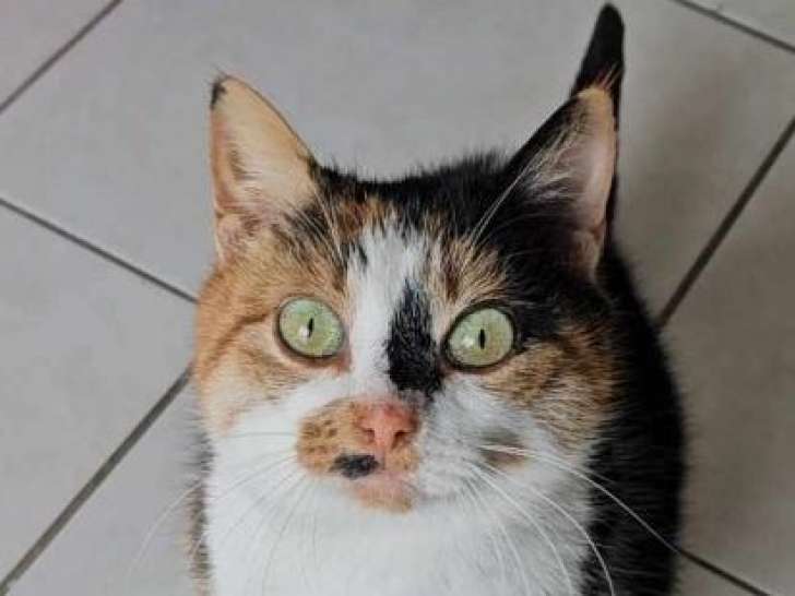 Arya, minette adorable à adopter