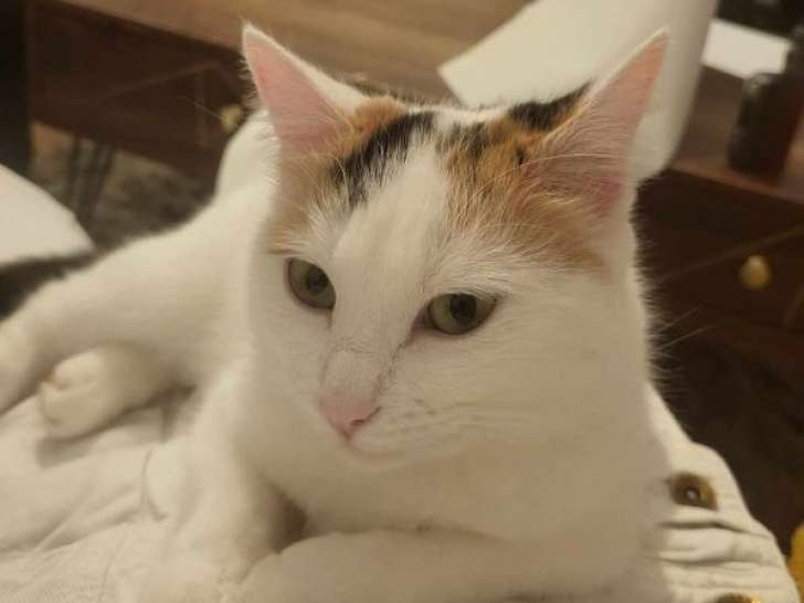 Eléanor, belle princesse à adopter