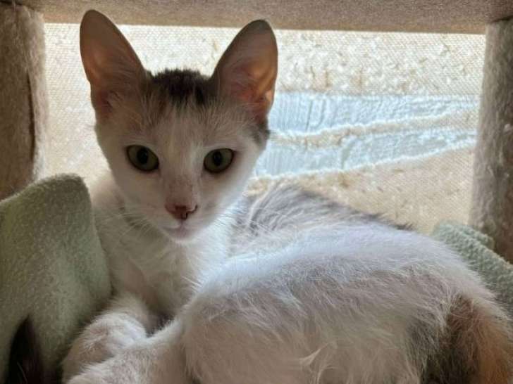 Evoli, chatte bavarde à adopter