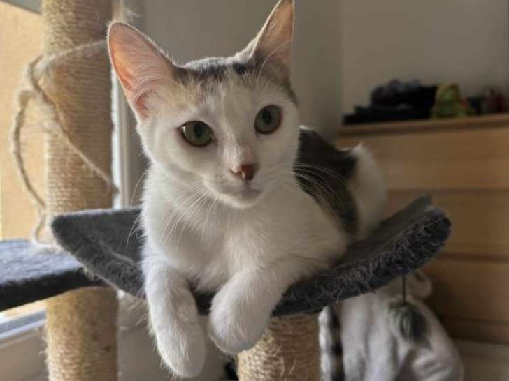Evoli, chatte bavarde à adopter