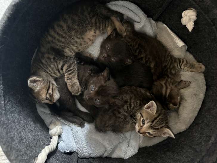 Chatons à réserver noirs et tigrés à réserver