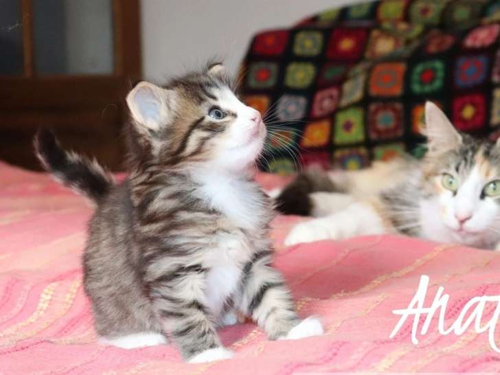 Chaton norvégien LOOF d’avril 2025 à réserver