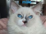 Chaton Ragdoll bleu mitted LOOF de février 2025 disponible