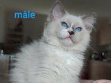 Chaton Ragdoll bleu mitted LOOF de février 2025 disponible