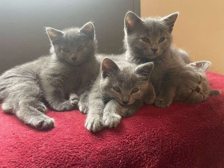 Adorable chatonne Chartreux LOOF de février 2025 disponible
