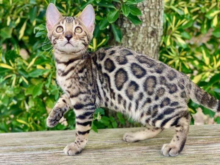 Magnifiques chatons Bengals LOOF à réserver