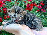 Magnifiques chatons Bengals LOOF à réserver