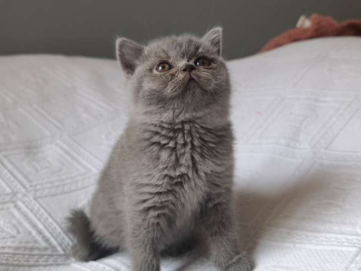 À vendre : Chatonne British Shorthair LOOF