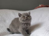 À vendre : Chatonne British Shorthair LOOF