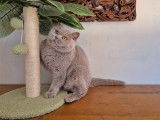 Chat British Shorthair lilas retraité femelle LOOF disponible