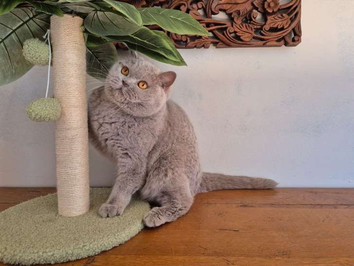 Chat British Shorthair lilas retraité femelle LOOF disponible
