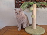 Chat British Shorthair lilas retraité femelle LOOF disponible