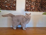 Chat British Shorthair lilas retraité femelle LOOF disponible