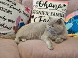 Chat British Shorthair lilas retraité femelle LOOF disponible