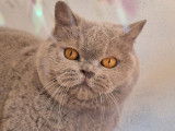 Chat British Shorthair lilas retraité femelle LOOF disponible