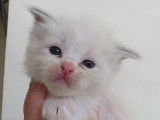À réserver un chaton Ragdoll bleu bicolore LOOF
