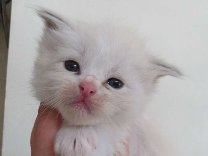 À réserver un chaton Ragdoll bleu bicolore LOOF