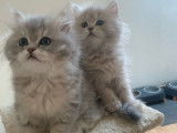 À réserver 2 chatons British Longhair LOOF