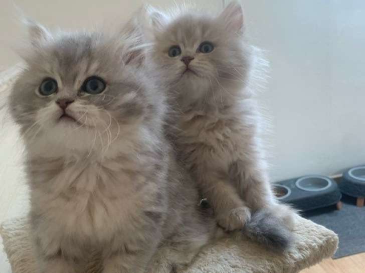 À réserver 2 chatons British Longhair LOOF