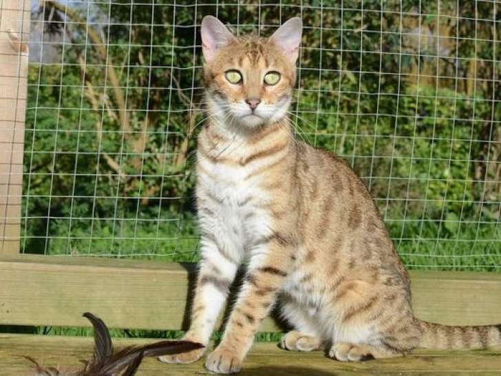 Une chatte adulte Bengal brown tabby sorel LOOF à vendre