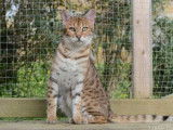 Une chatte adulte Bengal brown tabby sorel LOOF à vendre