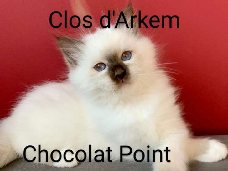 Un chaton Sacré de Birmanie LOOF chocolat point à vendre