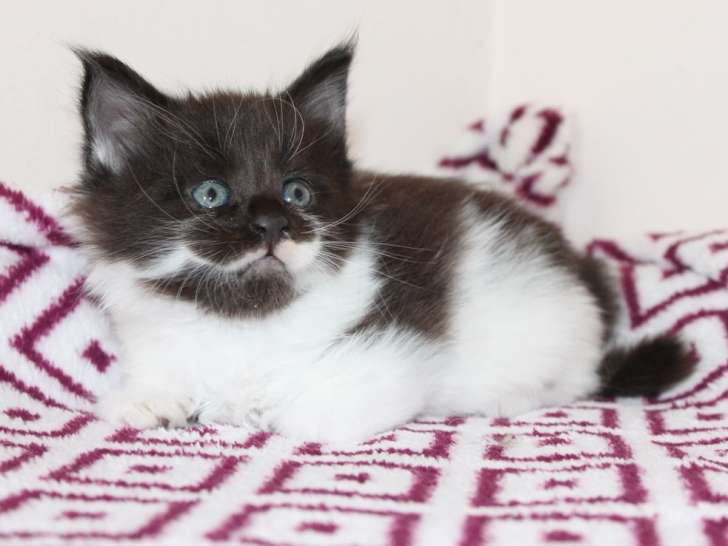 À réserver 4 chatons Maine Coons LOOF