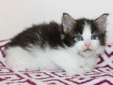 À réserver 4 chatons Maine Coons LOOF