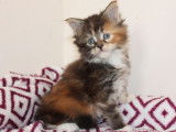 À réserver 4 chatons Maine Coons LOOF