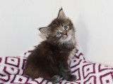 À réserver 4 chatons Maine Coons LOOF