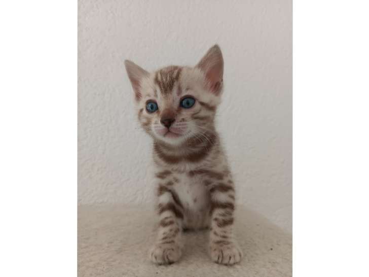 Chaton de race Bengal femelle à vendre