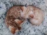Chaton de race Bengal femelle à vendre