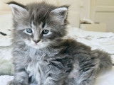 Des chatons Maine Coons à réserver (LOOF)